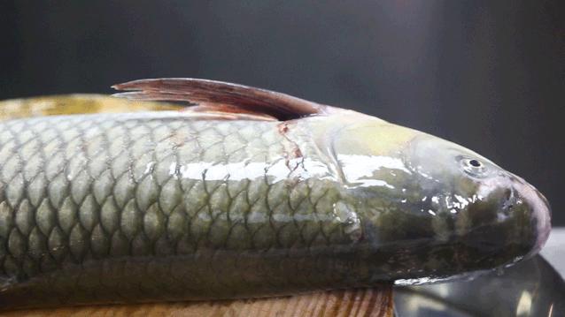 广州好吃的脆肉鲩鱼火锅,顺德人不多的鱼生