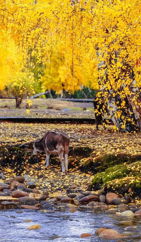 秋词哪句诗句是描写秋景的,欣赏古诗词秋词