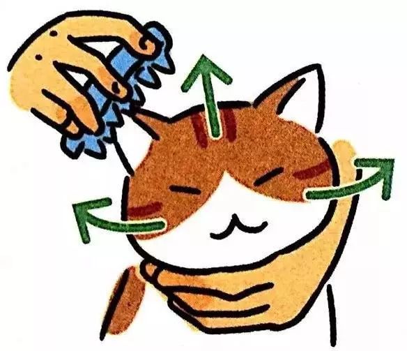 给猫梳毛能防止掉毛吗,给猫梳毛为什么猫会舒服