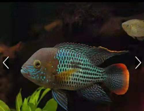 观赏鱼掉鳞什么原因,观赏鱼掉鳞正常吗