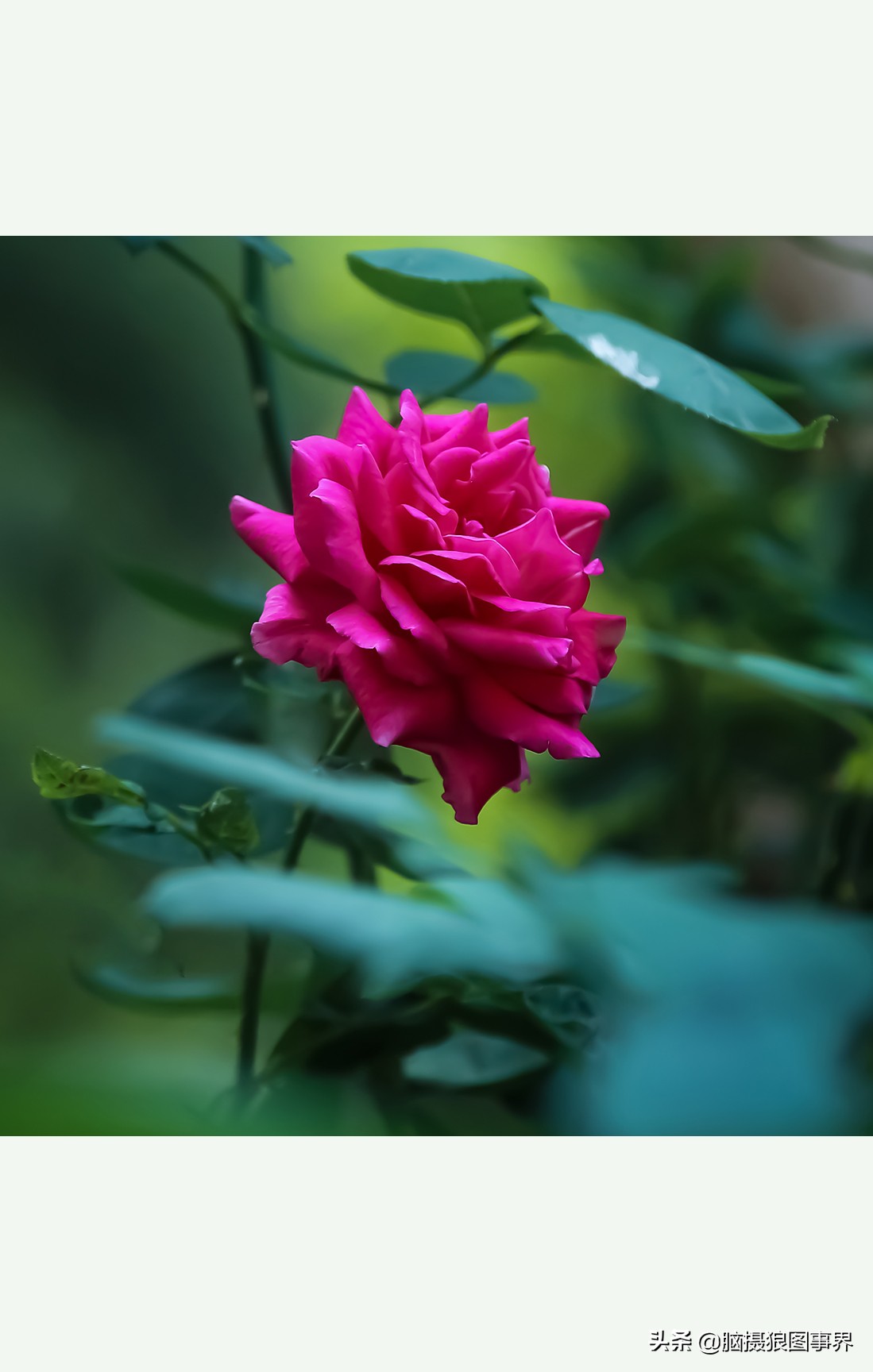 超清玫瑰花唯美图片,高清浪漫玫瑰花照片