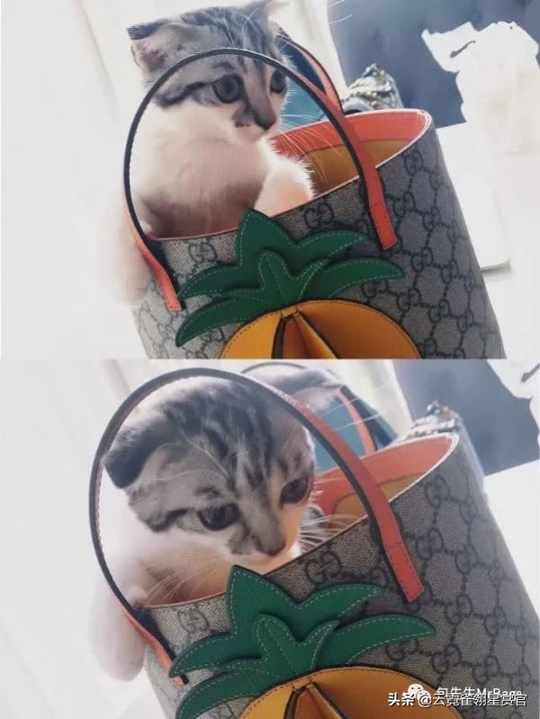 超好看的宠物包,好看又大的宠物包