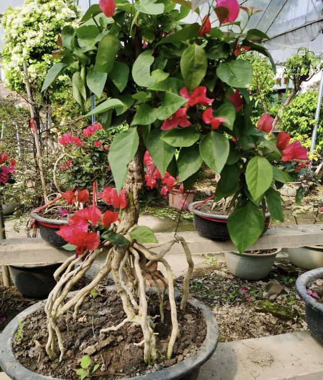 普通三角梅怎么样养成盆景,家庭养好三角梅的诀窍