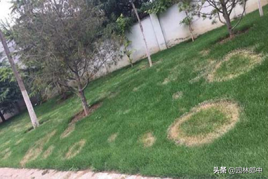 草坪灰斑病,草坪上白色颗粒是什么