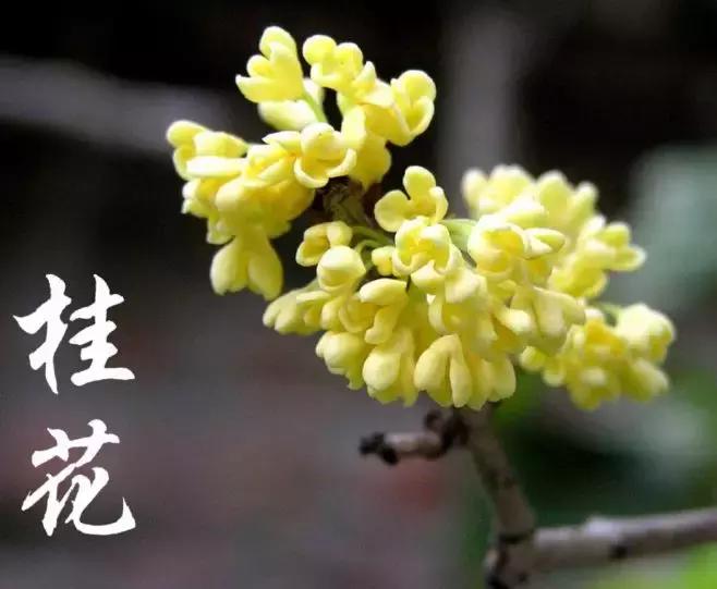 真正的中国十大名花,中国十大名花超漂亮