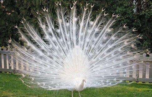 世界最罕见的十个杂交动物,世界罕见动物长得像蜘蛛但有尾巴