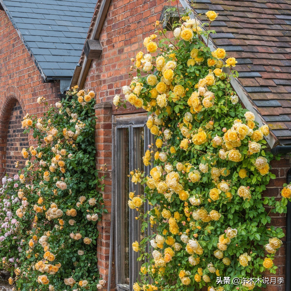 月季为什么不开花和品种有关系吗,买回来的月季不长花骨朵怎么办