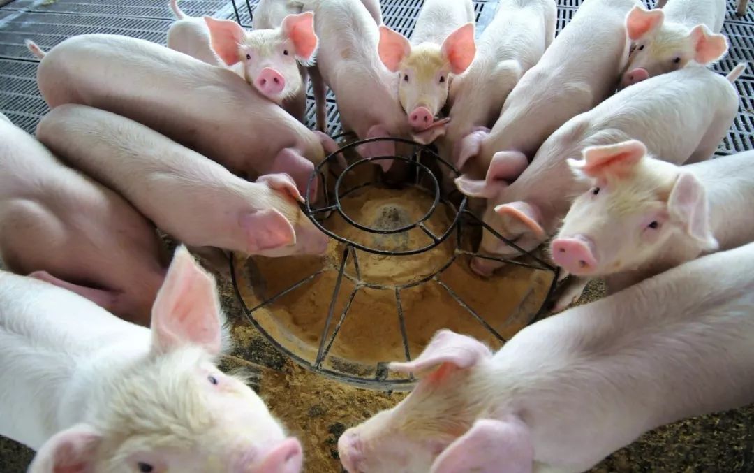 农村种猪怎么赚钱,养什么样的母猪效益好