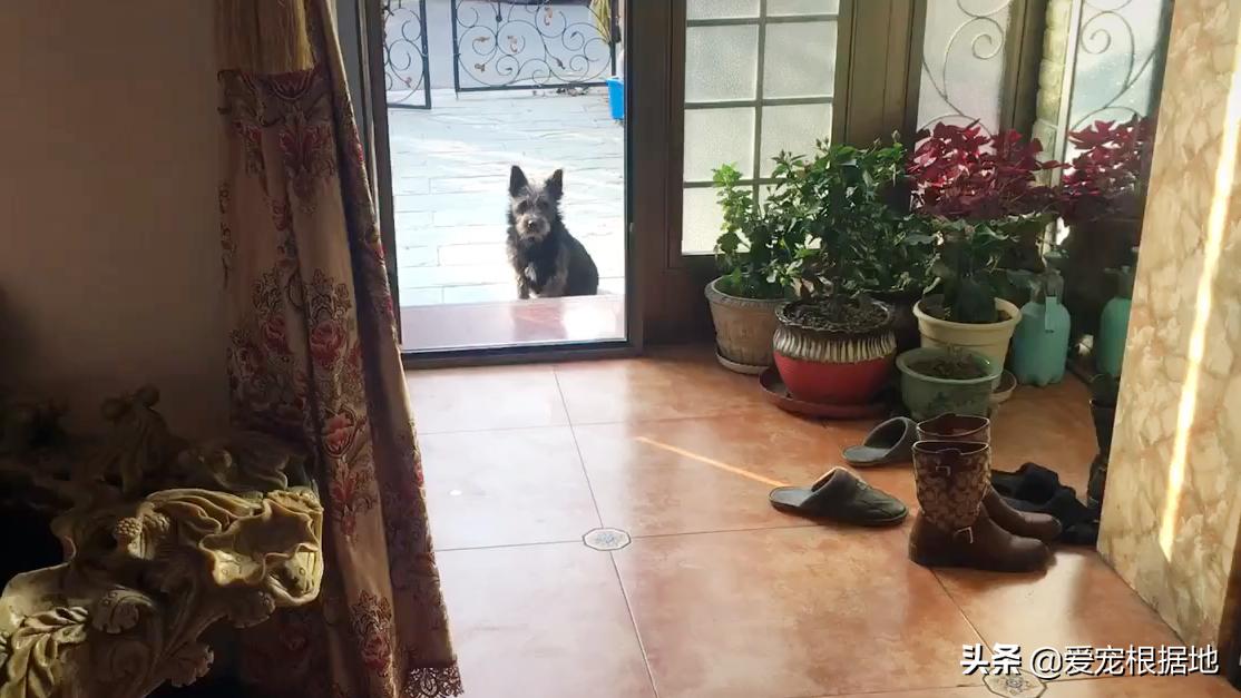 同伴被困空房子,流浪猫向人类求助,获救后它竟主动让出食物