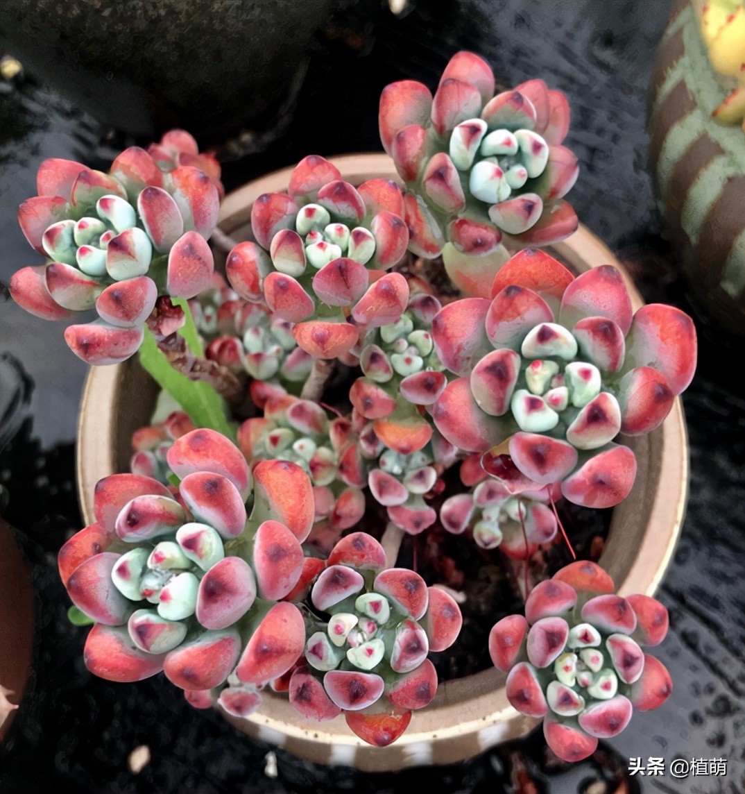 漫画汤姆徒长了怎么办,漫画汤姆出状态