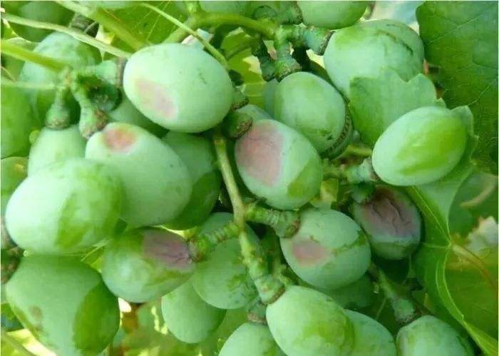 葡萄防日灼伞罩选什么颜色好,葡萄日灼和气灼的图片