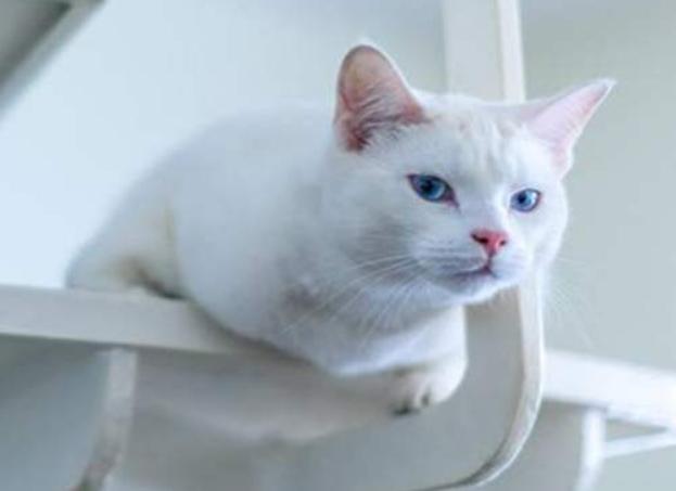 月亮睡了你不睡，你是秃头小宝贝！为啥猫咪每天熬夜没见秃头呢？