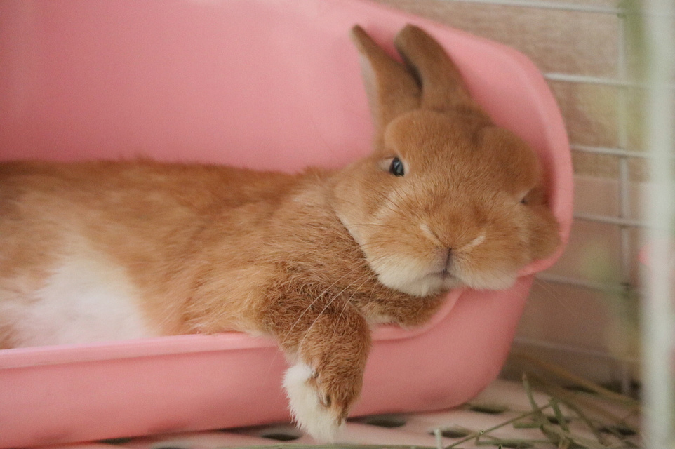 小兔子饲养注意事项,小兔子的注意事项