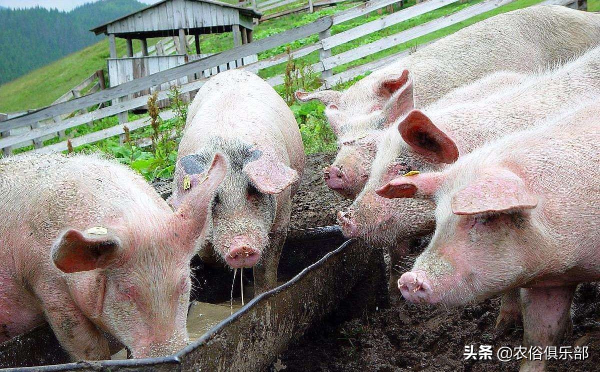 鸡蛋总是被鸡偷吃,鸡蛋老是被黄鼠狼偷怎么办