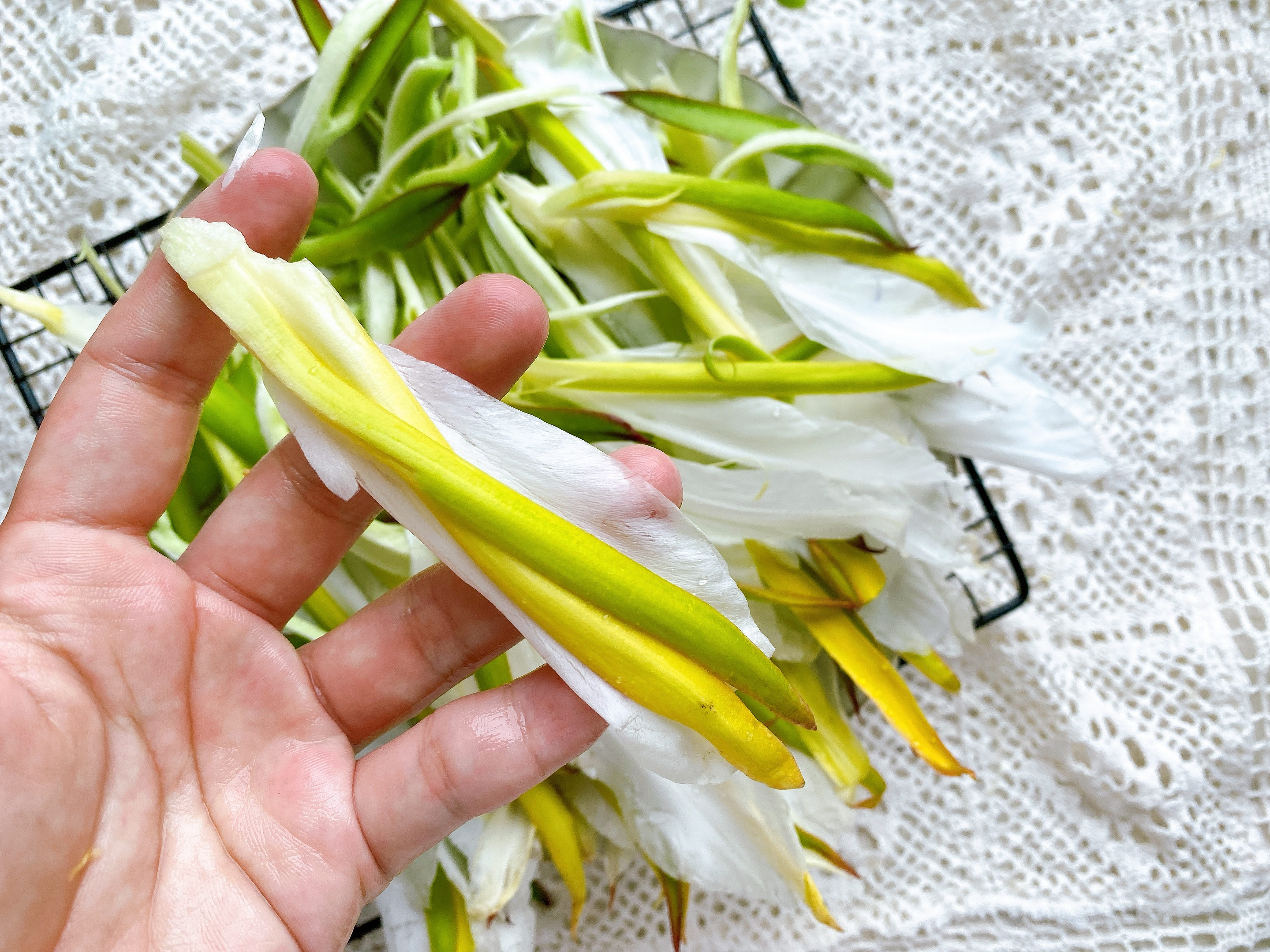 火龙果花还可以这样吃,火龙果的花正确吃法及做法