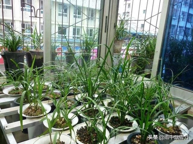 阳台养兰花怎么过夏天,新手养兰选择什么品种的兰花好