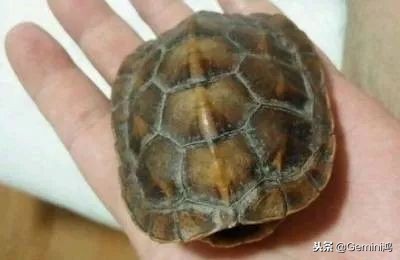 文玩小乌龟,文玩乌龟代表什么