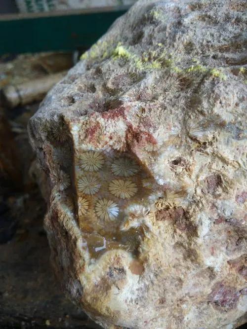 珊瑚玉有什么用,珊瑚玉怎么选