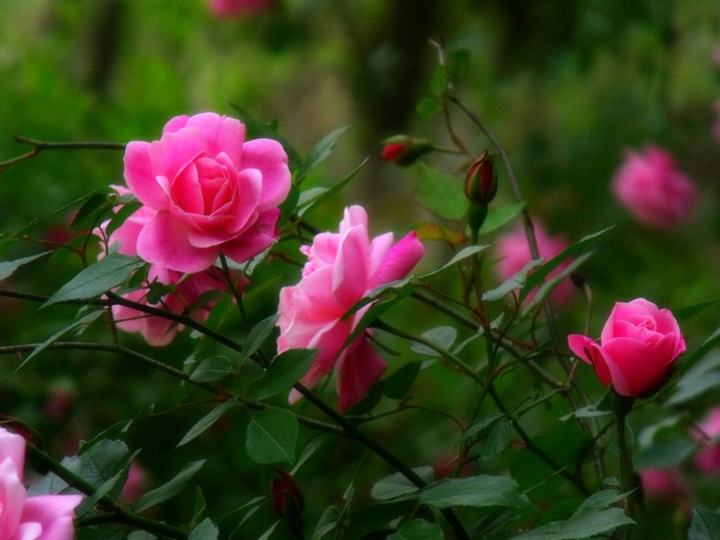 月季开花期怎么治虫害,月季花嫩芽长蚜虫打什么药