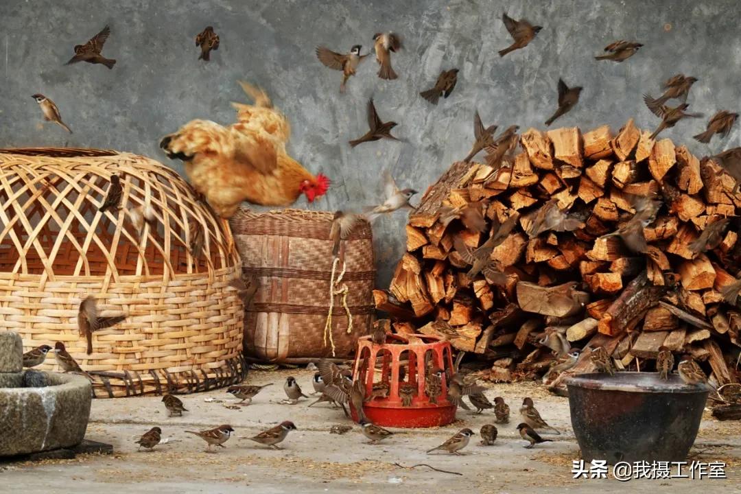 第16届国际摄影艺术展获奖作品,第29届全国摄影艺术展览作品集