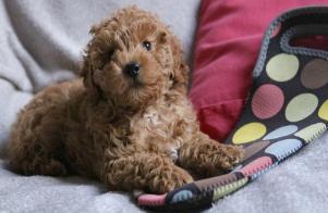 泰迪的七种底线,泰迪不能做哪些事