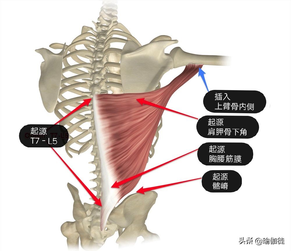 瑜伽背部的力量训练有哪些,瑜伽背阔肌激活