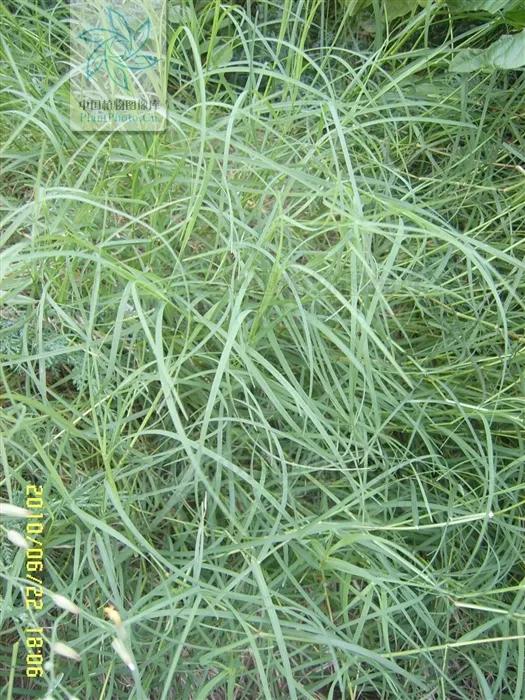 一日一草和白芷,一日一草的作用