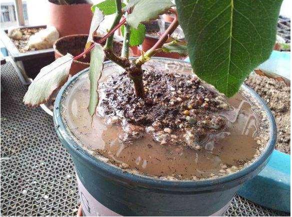 花盆土太硬可以换土吗,花盆土太硬用什么工具疏松