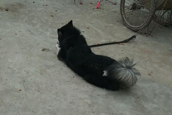 怎么确定阿拉斯加发情,阿拉斯加发情过了会有什么症状