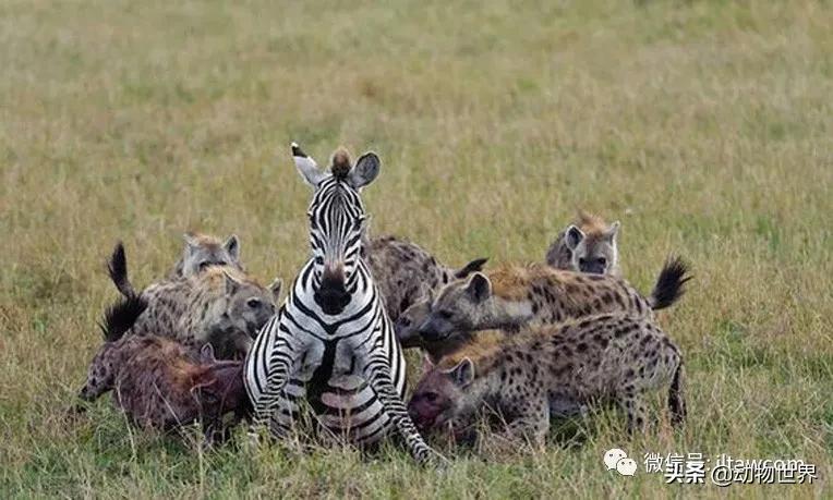 出游在外小心不要被动物吃掉哦