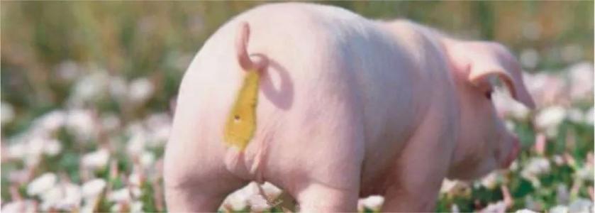 断奶后仔猪腹泻专用药,断奶仔猪腹泻用药配方