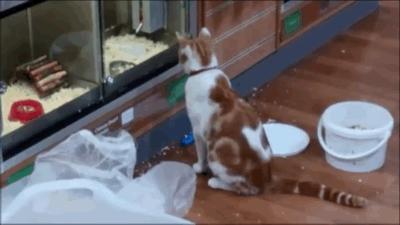 这只猫每天都去逛宠物店,专挑特价小鱼干和耗子瞅……