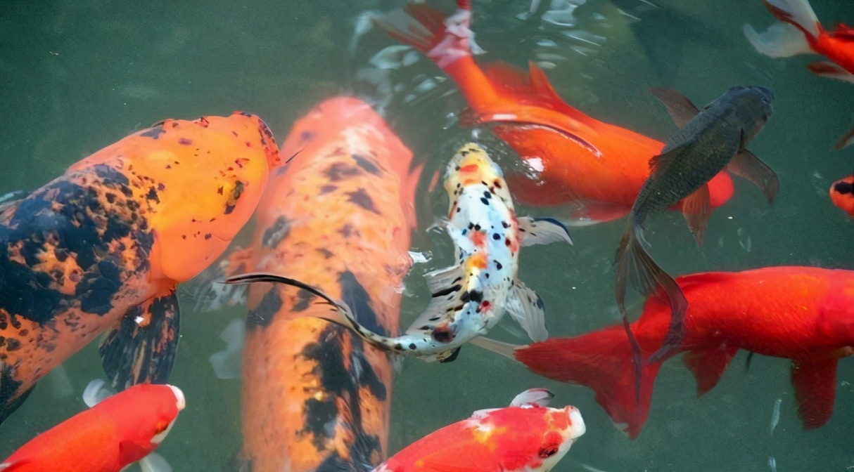 饲养宠物注意事项,宠物的饲养管理与注意事项
