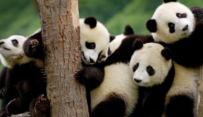 大熊猫在上古时代当过蚩尤的坐骑,蚩尤的坐骑大熊猫片段