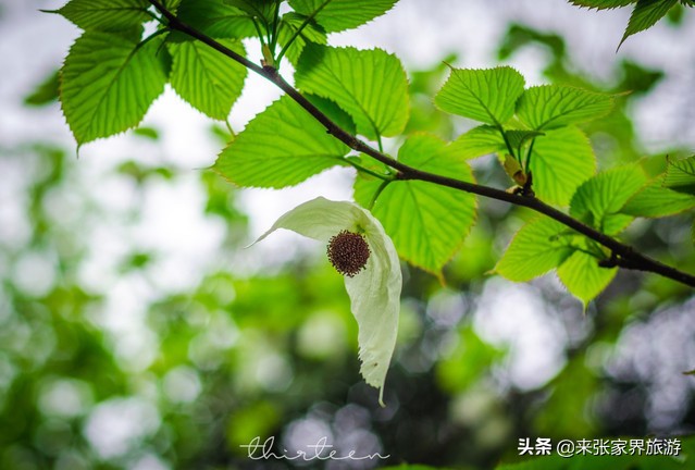 大美张家界之天门山狐仙,张家界旅游天门狐仙值得看吗