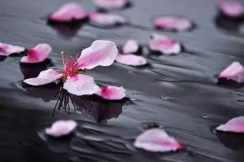 杜甫与李龟年：Seeyouagain，与你重逢在江南