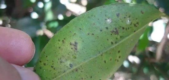 柑橘病虫害最新防治技术,柑橘病虫害详解视频教程