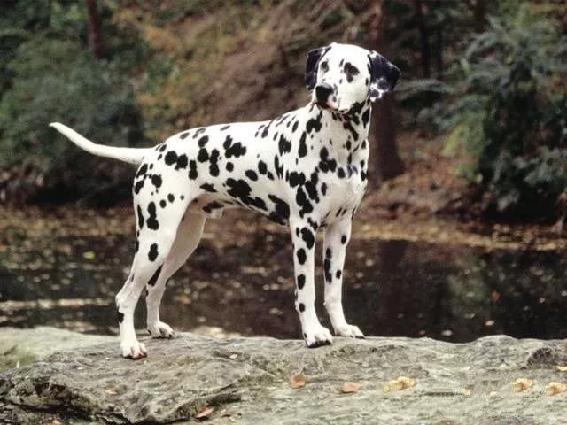 中国有什么名贵的狗,俄罗斯名贵狗价格