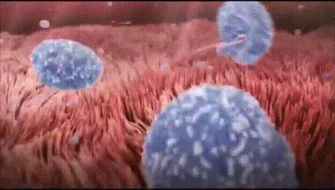 人类首次拍到卵细胞,精子和卵子结合为什么闪光