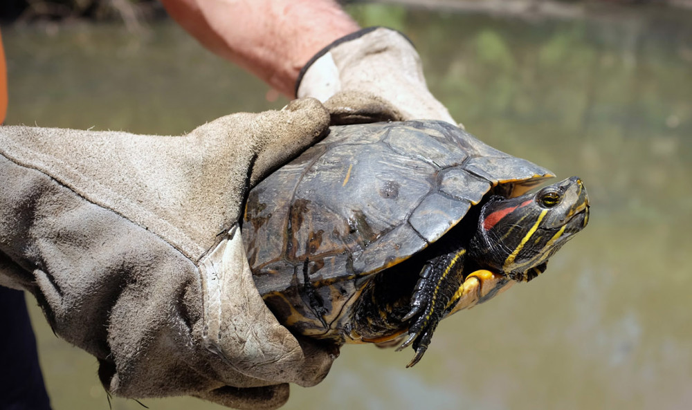 巴西龟的正确放生方法,巴西龟放生违法案例