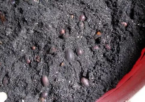 2022年土元养殖前景,土元养殖技术视频