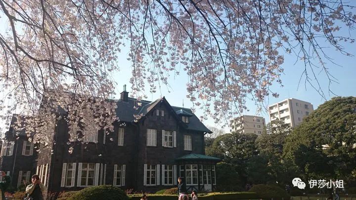 不看樱花能不能进武大,看樱花不一定要去日本的说说