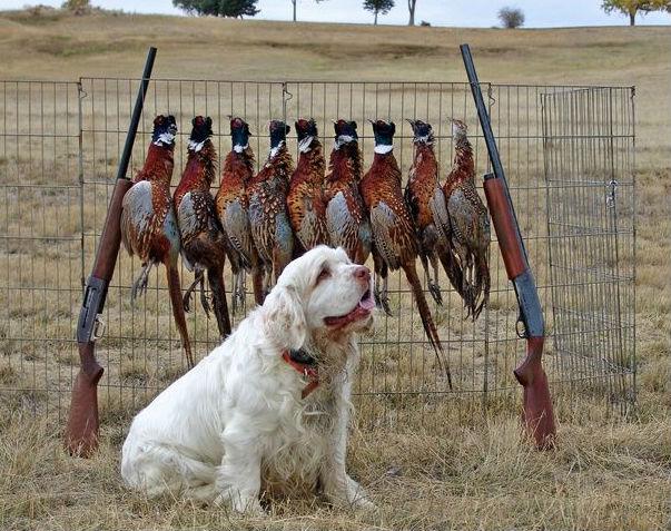 世界上一百种狗的图片,世界十种名贵狗