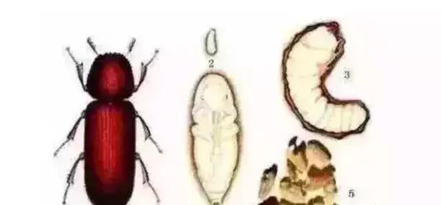 手串有白色小虫子,手串长虫子是什么原理