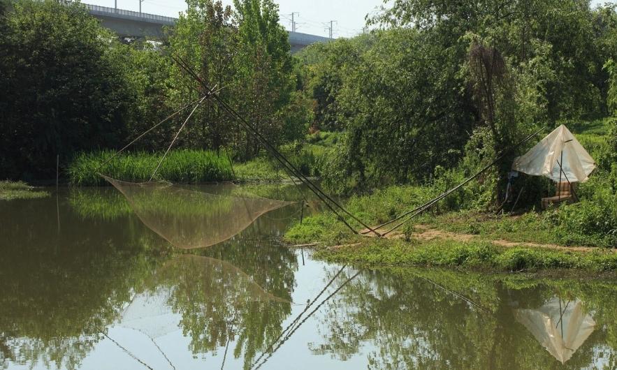 巴西龟泛滥成灾是真的吗,巴西龟是泛滥物种为什么不吃掉它