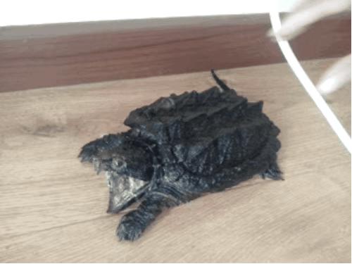 如何提高龟的互动性,养龟怎么和龟互动