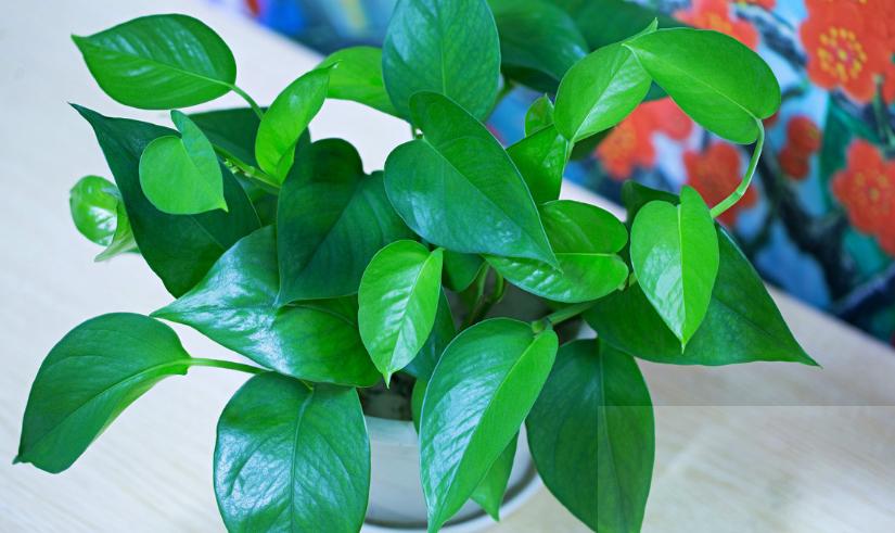 绿萝怎么养才能更旺盛可以晒太阳,绿萝怎么养才能更旺盛不用肥料