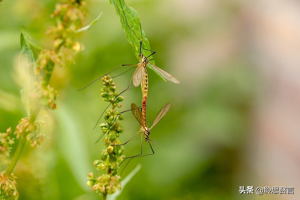 蚊子诗精选三十六首莫恨我心儿毒，只因你口儿馋