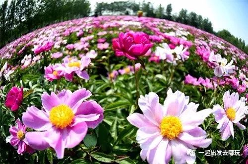 亳州芍花温泉团购,亳州芍药花海一日游