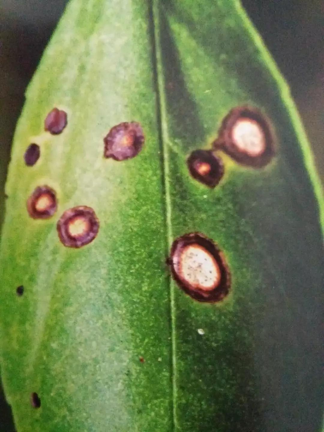 柑橘落果病害图谱大全,柑橘树的果树病害图谱